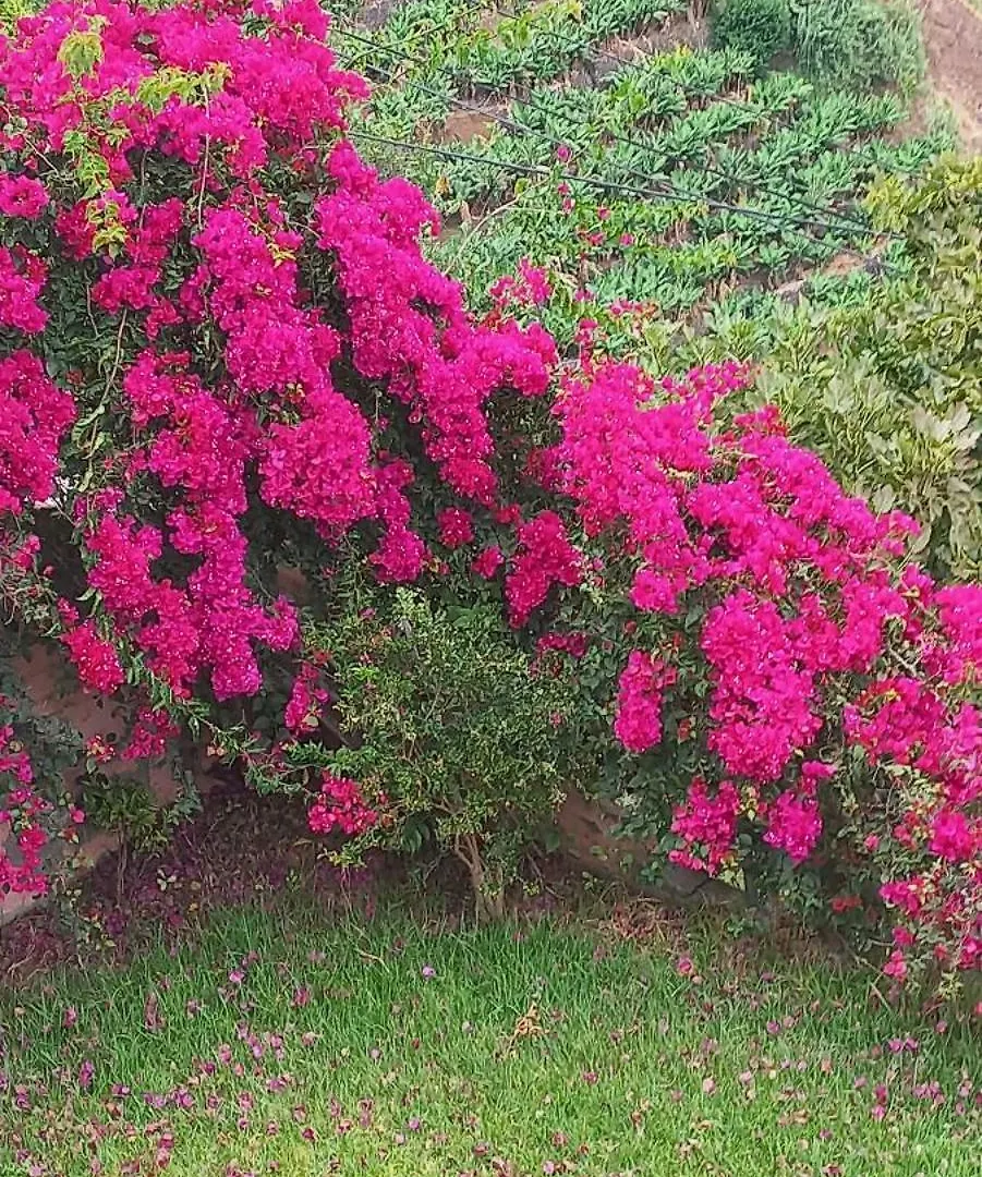 Levadinha - Nature Guest House Madalena do Mar